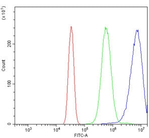 Oat3 Antibody / Slc22a8