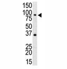 TLR4 Antibody