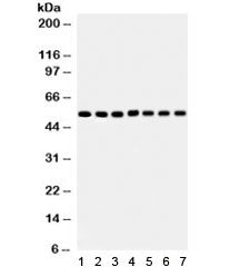SMAD Antibody (SMAD1-5)