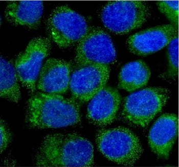 CCN3 Antibody / NOV / IGFBP9 (C-Terminal Region)