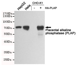 Western blot testing of HepG2, HeLa, untransfected CHO-K1 and PLAP-transfected CHO-K1 lysates using 