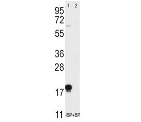 Thy1 Antibody