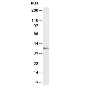 ATF1 Antibody