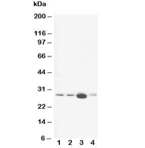 Calbindin Antibody