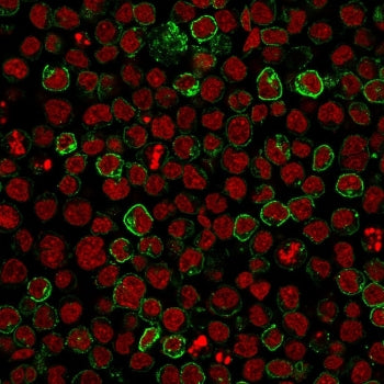 CD10 Antibody / Neprilysin