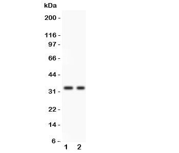 SFRP2 Antibody