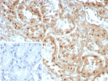 Collagen II Antibody