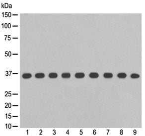 GAPDH Antibody