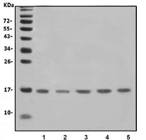 IFITM1 Antibody