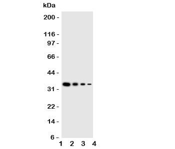 GCN2 Antibody