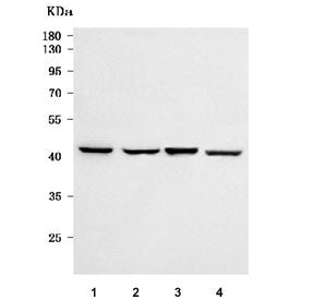 Western blot testing of human 1) 293T, 2) HeLa, 3) A375 and 4) MCF7 cell lysate with Scurfin antibod