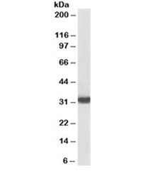 MyD88 Antibody [Biotin Conjugate]