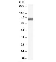 Arachidonate 5-lipoxygenase Antibody