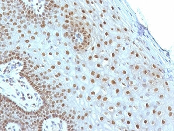 c-Myc Antibody