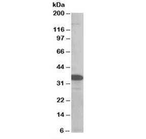 Western blot testing of MOLT4 lysate with SMUG1 antibody at 0.5ug/ml. Predicted molecular weight: ~3