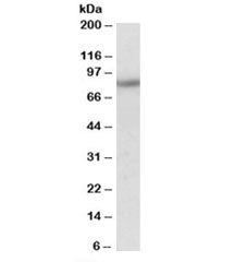 HCN3 Antibody