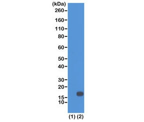 H3K18me2 Antibody / Dimethyl Histone H3 Lysine 18