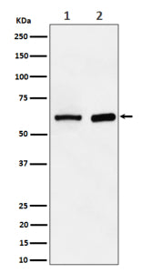 Western blot analysis of ATE1 expression in (1) human HepG2 cell lysate; (2) mouse spleen lysate. Predicted molecular weight ~59 kDa.