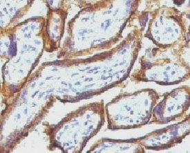 IHC staining of FFPE human placenta with EGFR antibody (clone ERB7-1). Digest formalin-fixed tissues