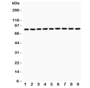 Western blot testing of 1) rat brain, 2) rat heart, 3) rat thymus, 4) rat RH35, 5) human HeLa, 6) hu