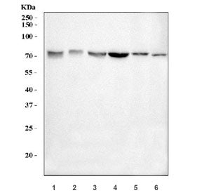 E2F3 Antibody