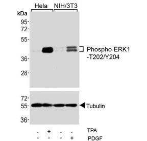 Phospho-ERK1/2 Antibody [p-ERK1/2] (T202/Y204)