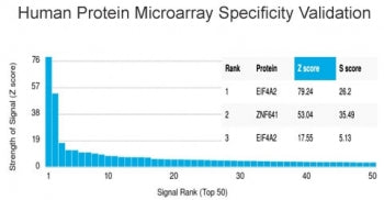 EIF4A2 Antibody