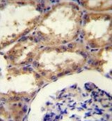 SEPT9 Antibody / Septin 9