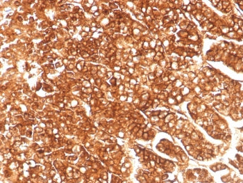 IHC staining of FFPE human adrenal gland tissue with ABCB1 antibody (clone MDR1/8986R). HIER: boil t