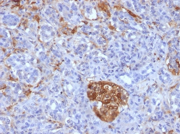 IHC staining of FFPE human pancreas with Ferritin Light Chain antibody (clone FTL/1386). HIER: boil 