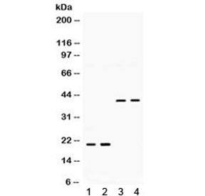 Western blot testing of 1) rat brain, 2) rat lung, 3) human U87, 4) human HeLa lysate with BMP2 anti