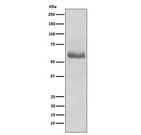 OCT-2 Antibody / POU2F2