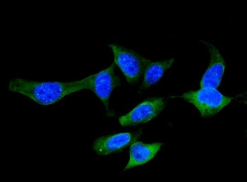 Immunofluorescent staining of FFPE human U-2 OS cells with FABP5 antibody (green) and DAPI nuclear s