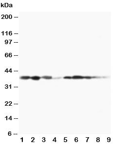 MEK3 Antibody