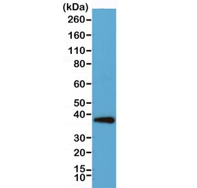 Synaptophysin Antibody