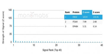 NSE Antibody / Neuron Specific Enolase