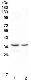 Cd8a Antibody