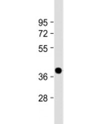 NMNAT1 Antibody / Nicotinamide-nucleotide adenylyltransferase 1