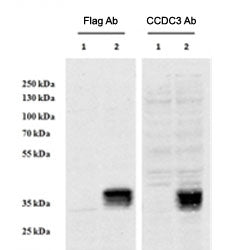 Western blot testing of HEK293 lysate overexpressing human CCDC3-FLAG and probed with anti-FLAG in t