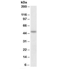 Western blot testing of mouse spinal cord lysate with POU3F3 antibody at 1ug/ml. Predicted molecular