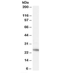 Neurturin Antibody