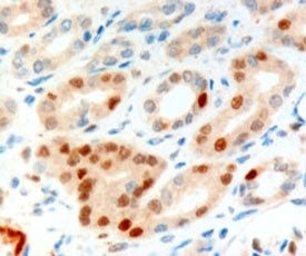 Scraps Antibody