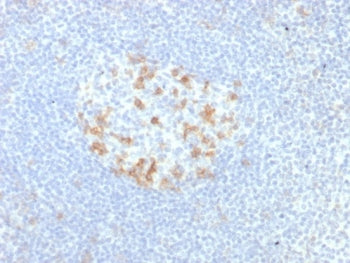 PDCD1 Antibody / PD-1 / PD1