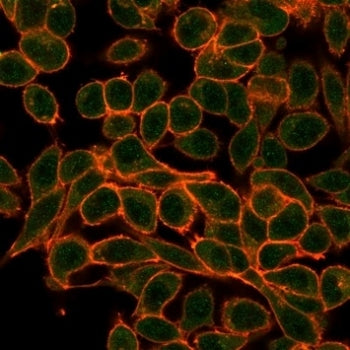 Immunofluorescent staining of PFA-fixed human HeLa cells using MEF2B antibody (green, clone PCRP-MEF