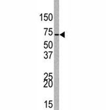EZH1 Antibody