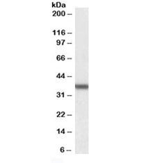 Western blot testing of human liver lysate with Arginase antibody at 0.01ug/ml. Predicted molecular 