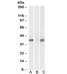 Western blot testing of HEK293 lysate overexpressing human PIM2-MYC with PIM2 antibody (1ug/ml) in L