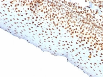 IHC staining of FFPE human tonsil tissue with recombinant Nuclear Antigen antibody (clone rNM106). H