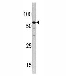 NCAPH2 Antibody