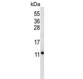 ATPase subunit F6 Antibody / ATP5PF
